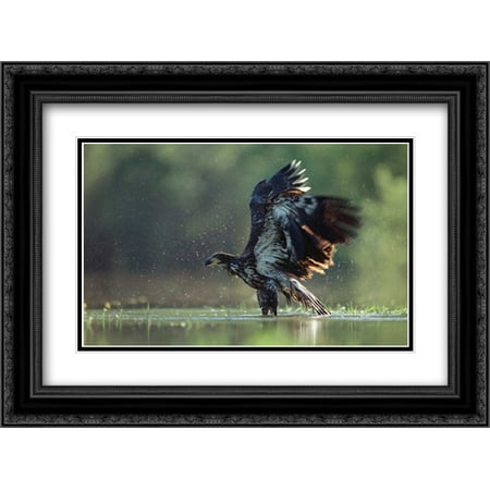 Juvenile American Bald Eagle - Bald Eagle juvenile bathing in a river, North America 2x Matted 24x18 Black Ornate Framed Art Print by Fitzharris, Tim