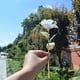 thumbnail image 5 of Artificial Red Rose Give to Girlfriend Small Gift, 5 of 5