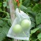 thumbnail image 3 of Paquete de 100 bolsas de protección de frutas - Red contra insectos para árboles frutales - Bolsas de malla con cordón para proteger tomates, uvas y mangos (10" x 6"), 3 of 4