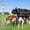 4ftx328ft, variant on Panapinka Heavy Duty Galvanized Livestock Fence Roll for Cattle, Goat & Deer, Rust-Resistant Farm Garden Yard Wire Fencing