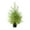 Green(Light), variant on RBCKVXZ 24Inch Mini Christmas Cedar Tree Small Tabletop Xmas Decor - Desktop Artificial Christmas Tree for Indoor Bedroom Office Kitchen Decoration (No Light)