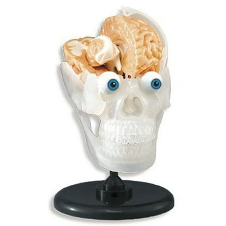SmartLab The Amazing Squishy Brain