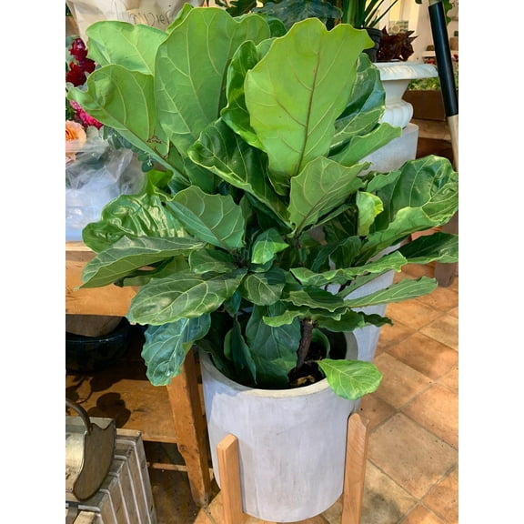 Fiddle Leaf Fig–Ficus lyrata Bush–Indoor Air Purifying Plant  14" Pot