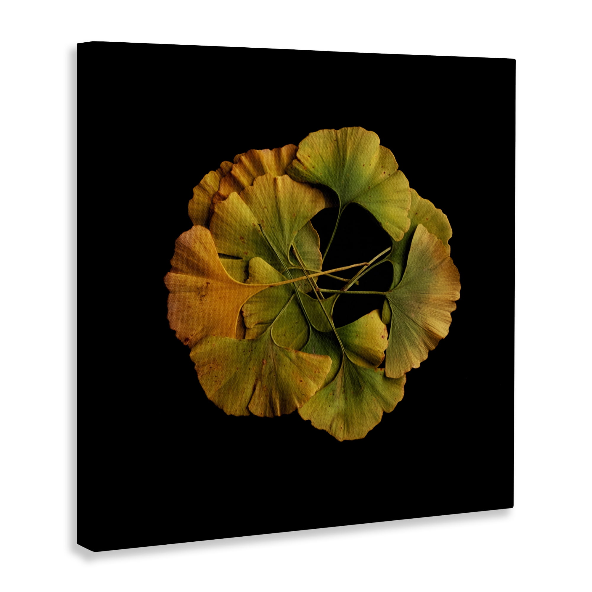 Stupell Industries Overlapping Ginkgo Leaves Canvas Wall Art, design by Beth Adoette