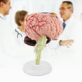 thumbnail image 2 of Modelo Anatómico, Modelo de Cerebro de Arte Anatómico Desmontado, Enseanza Médica, Juguete de Cerebro Humano, Educación Científica ANGGREK Otros, 2 of 9