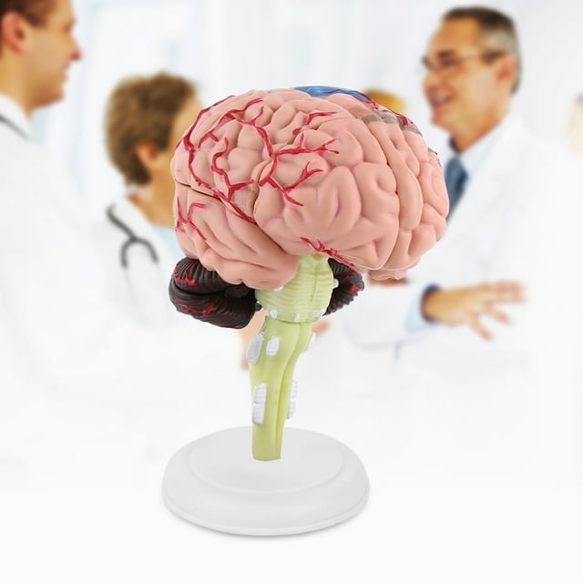 Modelo anatómico, 1 pieza Modelo de cerebro humano anatómico desmontado Cerebro humano resistente y resistente