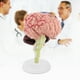 thumbnail image 3 of Modelo 1 pieza herramienta de enseñanza del cerebro humano anatómico desmontado ANGGREK  Otros, 3 of 8