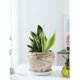thumbnail image 4 of Maceta de cerámica con bandeja for el hogar, ideal for sala de estar, orquídea, cactus, plantas pequeñas de interior y exterior., 4 of 7