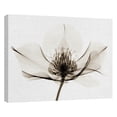 thumbnail image 4 of Masterpiece Art Gallery Hellebore I& II by Robert Coop Canvas Art Print Set of 2 (16" x 20"), 4 of 4