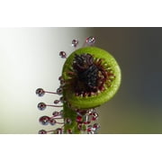 10 * Seeds * CARNIVOROUS SUNDEW Plant Drosera Flower Seeds