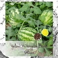 thumbnail image 2 of ALEXI Watermelon Seeds - Yellow Watermelon Seeds for Planting Outdoors Home Garden - HIGH Yield - HIGH Sweetness - Thin Skin - Early RIPENING - Non GMO (30), 2 of 2