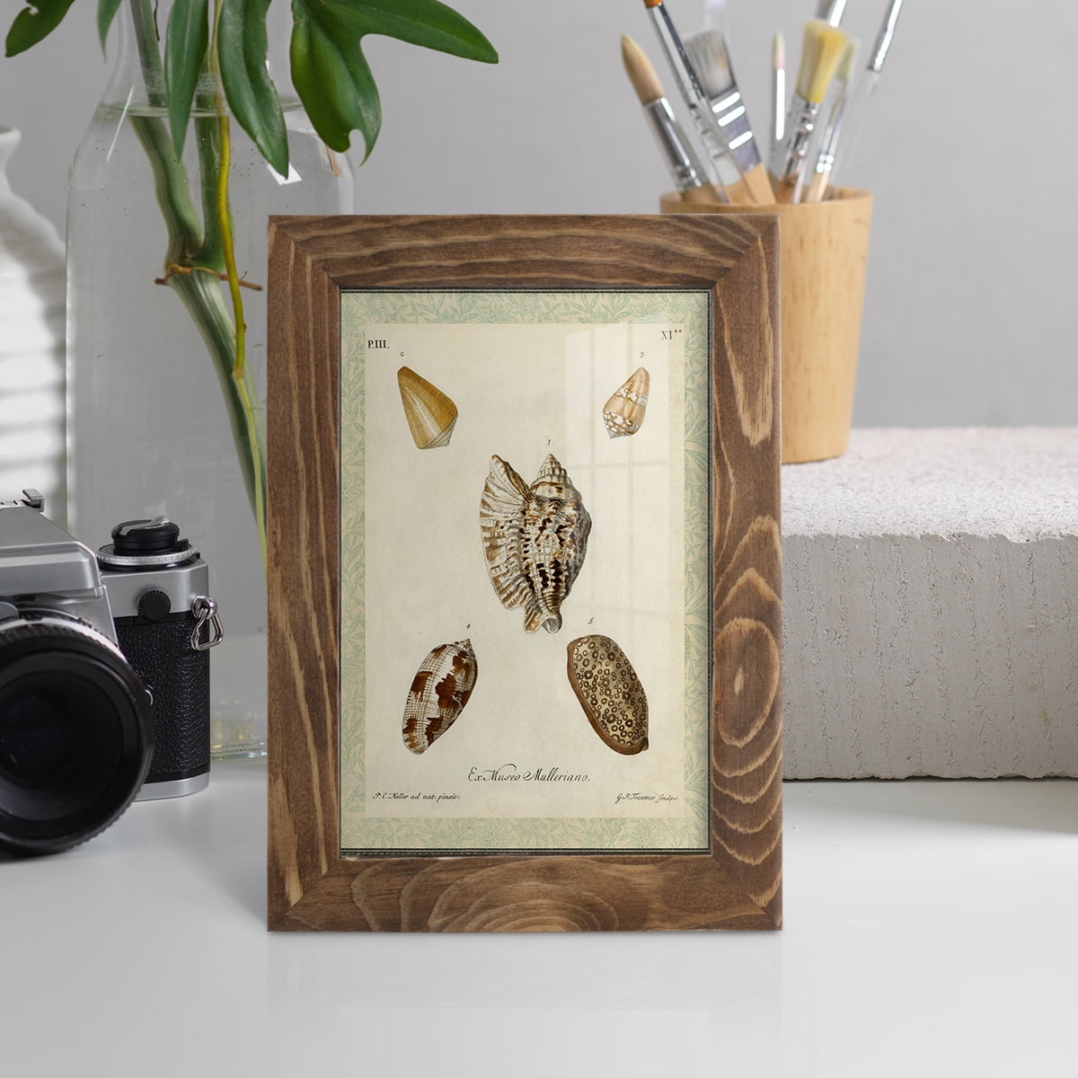 Bookplate Shells II - Framed Print w/glass - Walnut