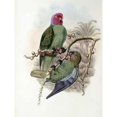 thumbnail image 2 of Tenimber Parrot Poster Print by  John Glover  (9 x 12), 2 of 2