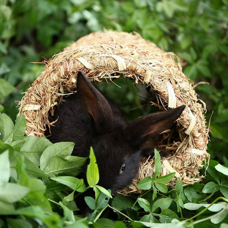 Edible hotsell rabbit house