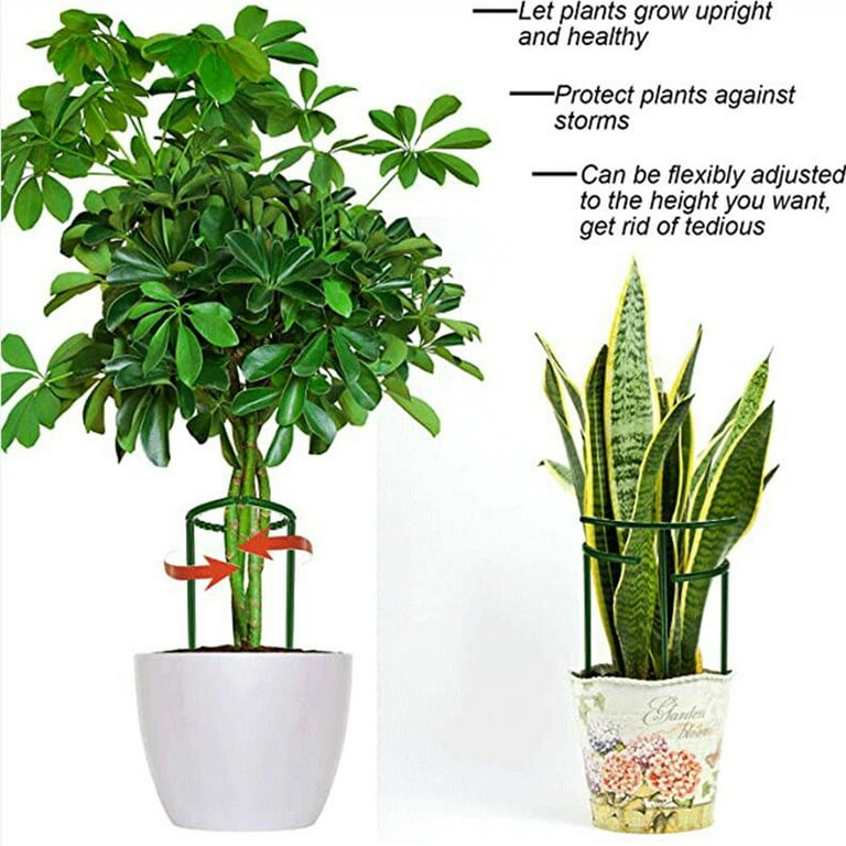 cat palm indoor plant Cat Palm - Chamaedorea Cataractarum - House Plants Delivery Toronto
