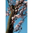 thumbnail image 2 of Erin Berzel 28x40 Gallery Wrapped Canvas Wall Art Titled - Cherry Blossom III, 2 of 4