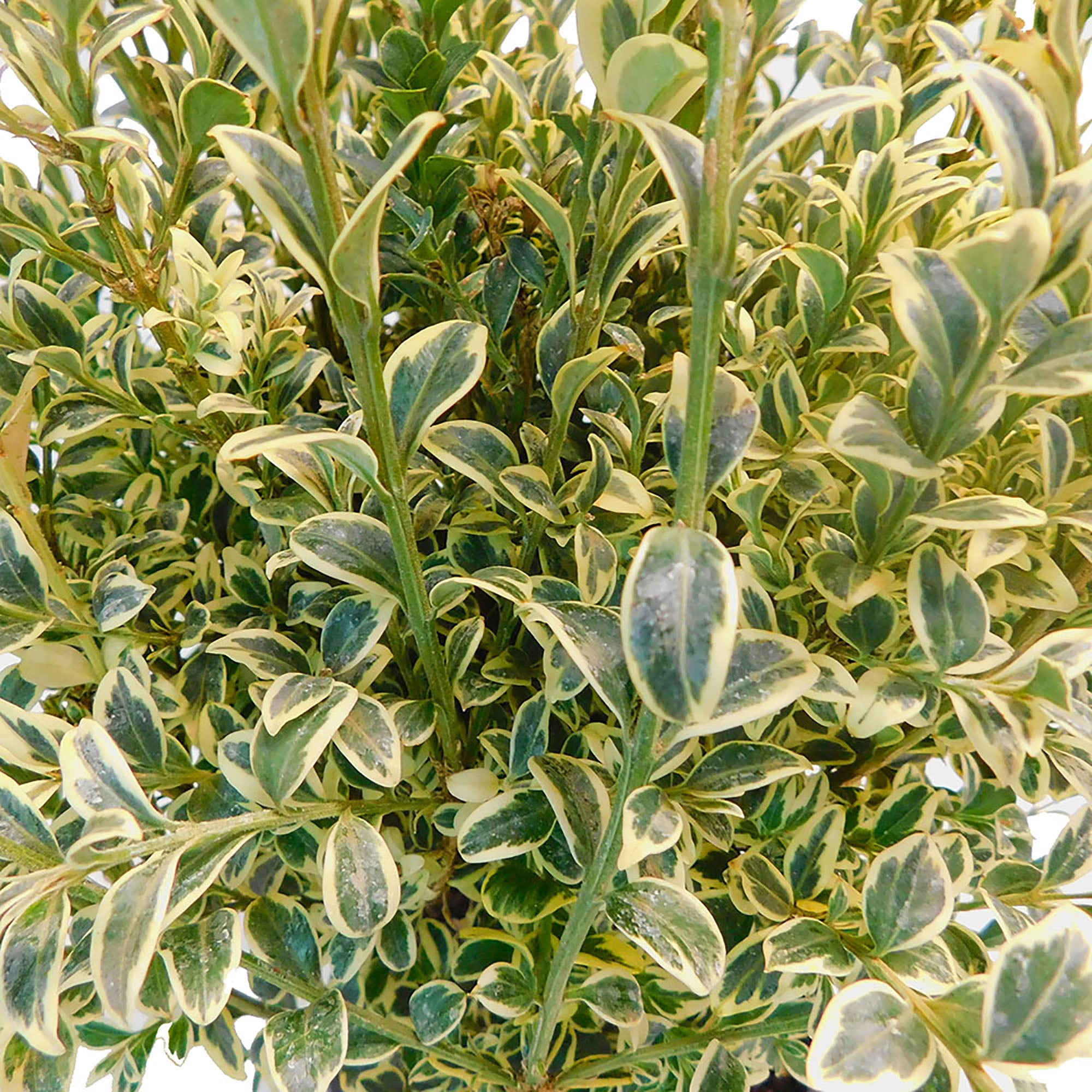 Variegated Boxwood Shrub 1 Gallon