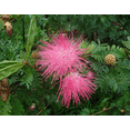 thumbnail image 5 of Monkeypod Live Tree Plant, 5–10 Inch Tall Tropical Shade Tree Starter in 4 Inch Pot, Young Rain Tree for Outdoor Garden and Landscape Planting, 5 of 10