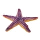 thumbnail image 4 of Figuras de criaturas marinas de plástico impermeables para niños pequeños, regalos de fiesta Estrella de mar, 4 of 6