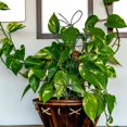 thumbnail image 4 of HLONK 2 Pcs Iron Garden Trellis House Plants Indoor Pots Climbing Supporting Racks Stand Flower, 4 of 6