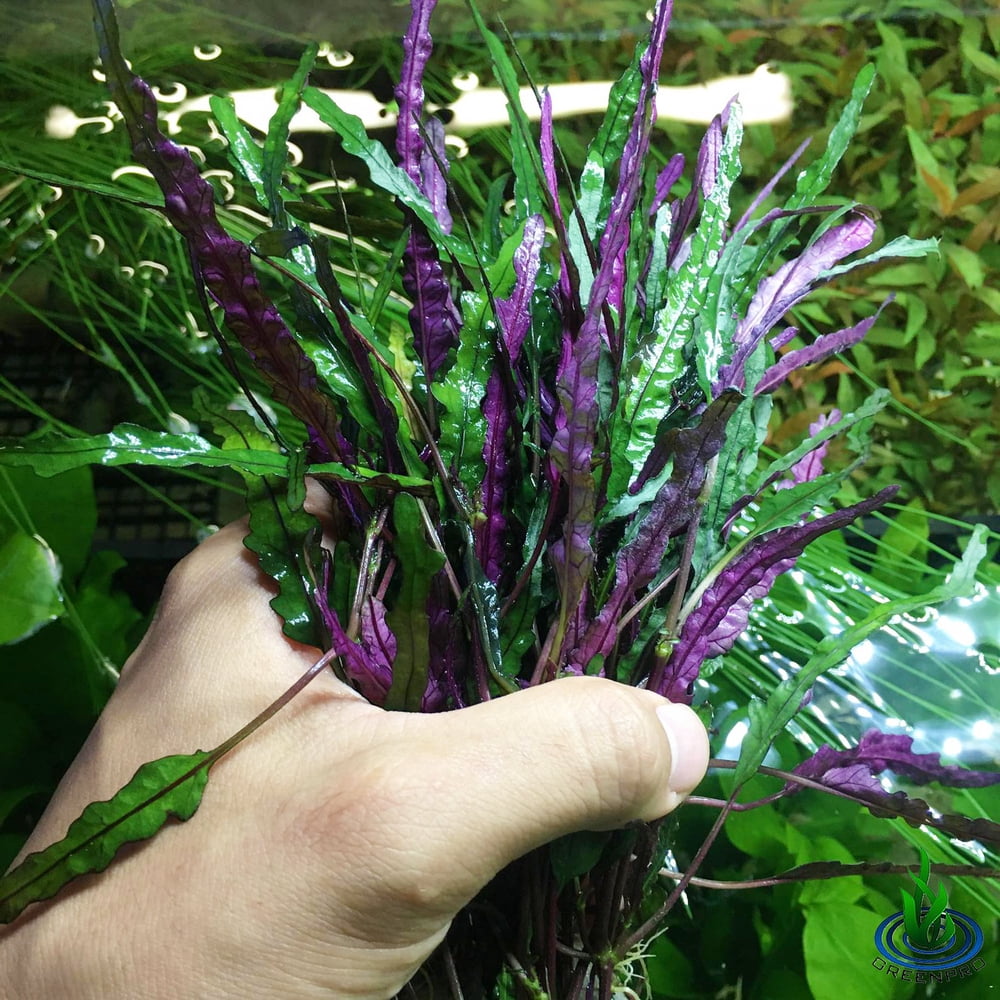 Greenpro Hemigraphis Exotica 3 Bundles Freshwater Live Tropical