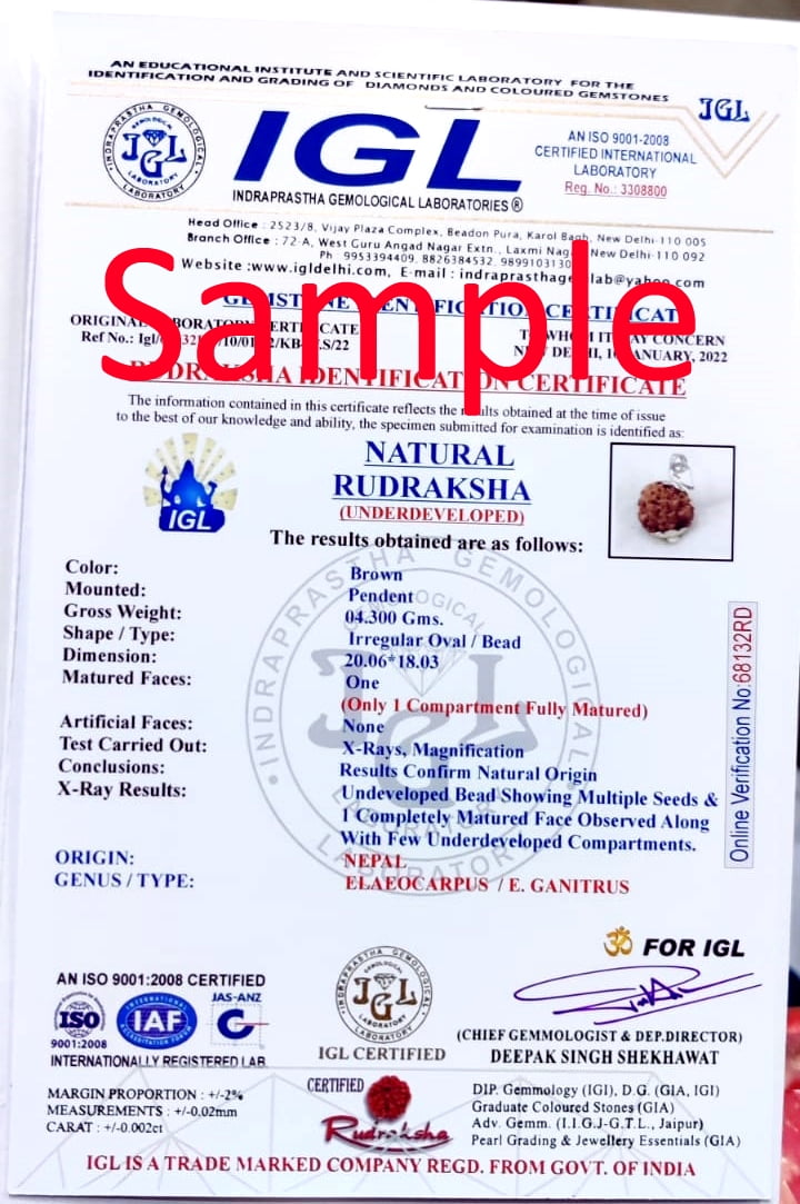 Ankita Gemstones 1 Mukhi Rudraksha One Faced Nepal Origin Round Certified Bead Rudraksh