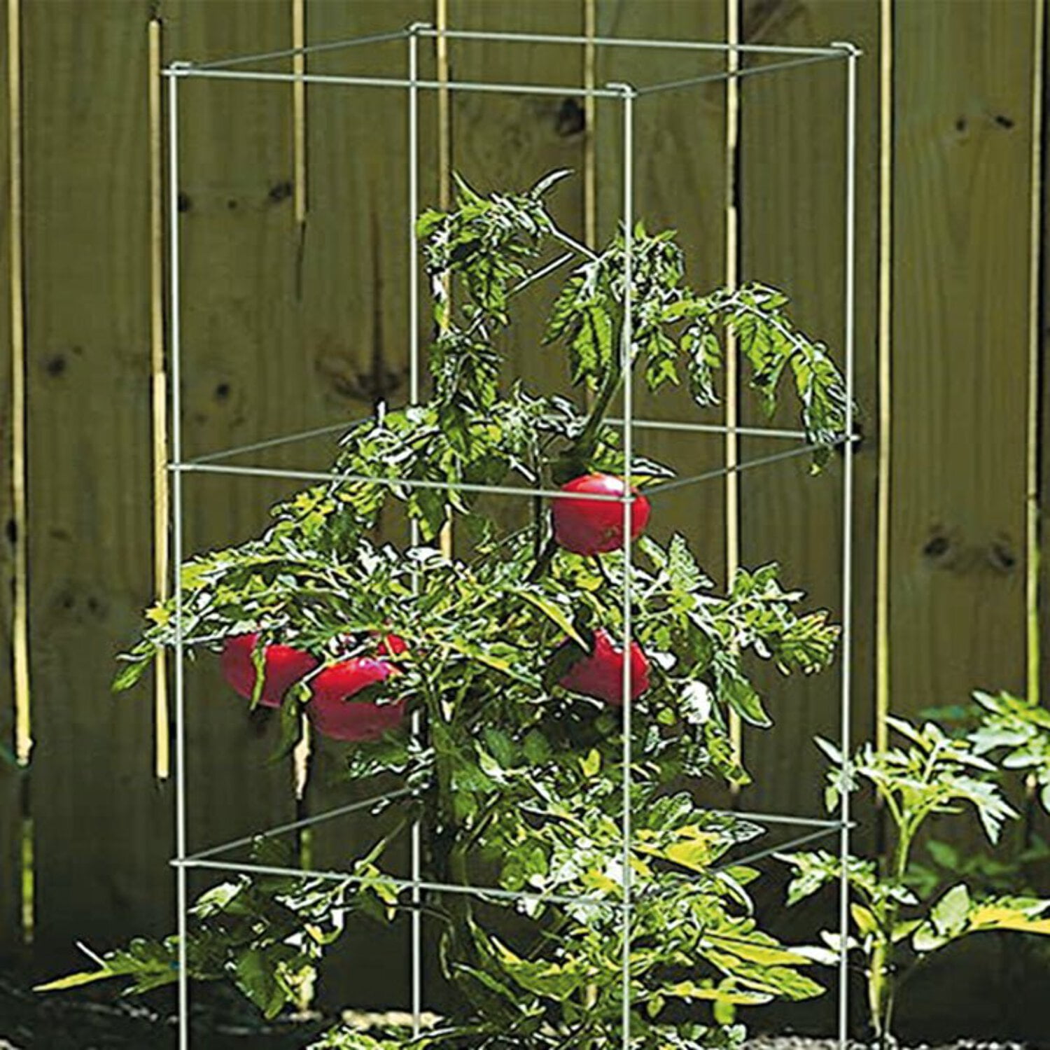 Ferry-Morse 4-Piece Multi-Use Tomato Cage & Trellis Garden Tomato Cages Plant Support Square Pole, Heavy Duty Steel Plant Tower Stakes