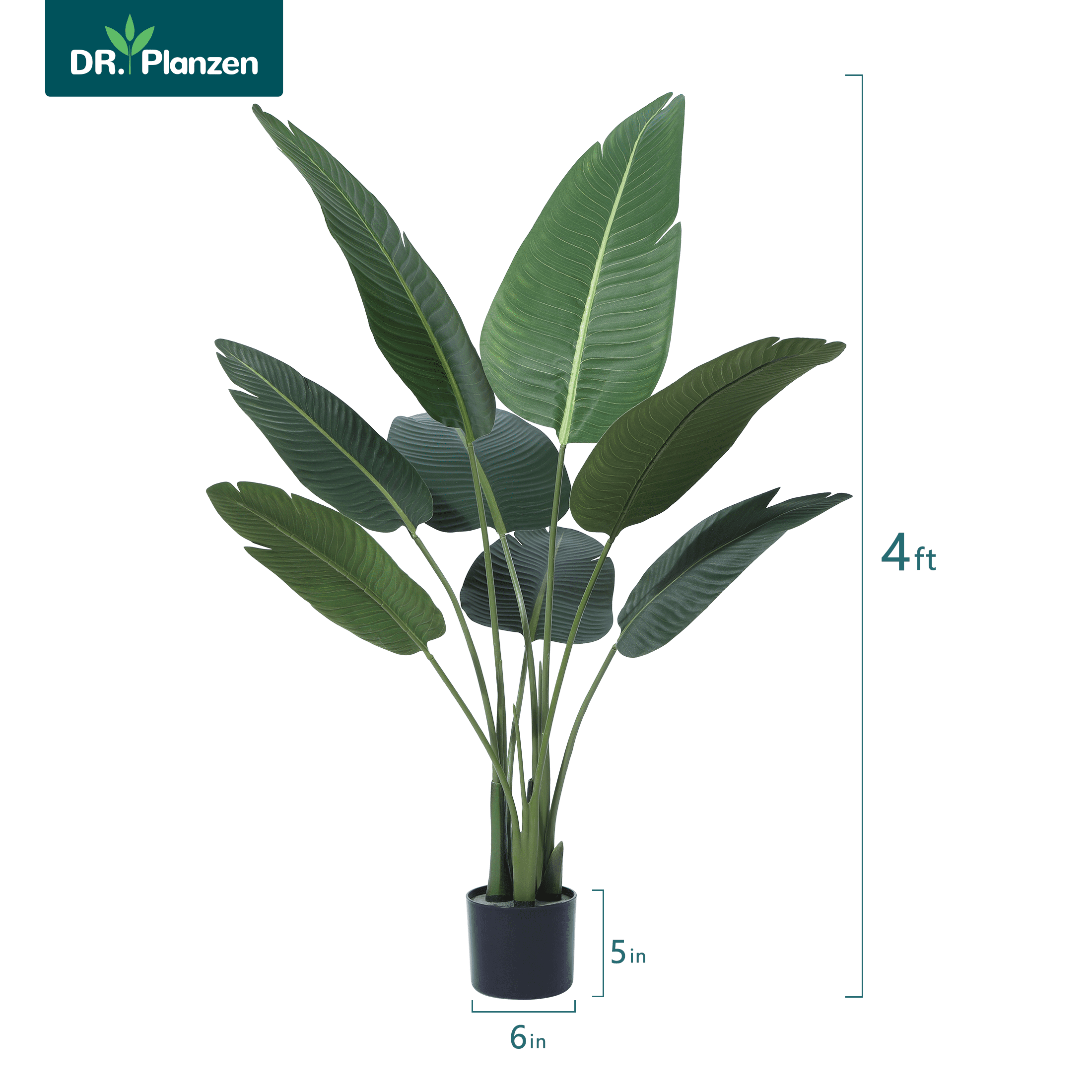parlor palm outdoors Chamaedorea elegans (Parlor Palm) main image 0