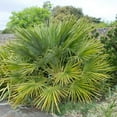 thumbnail image 3 of Brighter Blooms - European Fan Palm Tree, 7 gal - No Shipping to AK, AZ, CA, HI, TX, 3 of 4