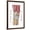 Brown Frame, variant on Art.com Anatomy of Human Knee Joint Art Print, 12" x 18"