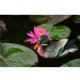 thumbnail image 3 of Resina decorativa flamencos cisne de piezaza arte escultura de jardín decoración de jardín estatua arte interior decoración exterior ornamentos Los 215x12x118cm, 3 of 7