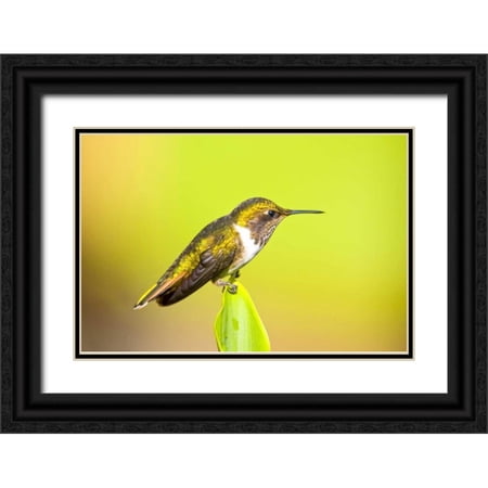 Lord, Fred 32x23 Black Ornate Wood Framed with Double Matting Museum Art Print Titled - Costa Rica, Rio Savegre Scintillant hummingbird