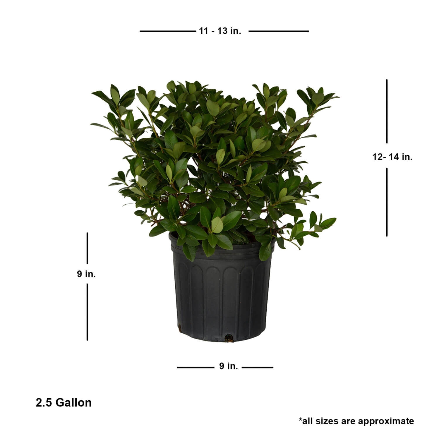 Expert Gardener Snow White Indian Hawthorn (2.5 Gallon) Evergreen Flowering Shrub for Full Sun - Live Outdoor Plants