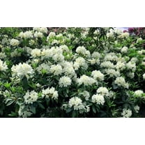 Chionoides Rhododendron-Dense Foliage-Ideal for Gardens 3 Gallon