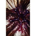 thumbnail image 3 of Factor, Beverly 17x24 Black Modern Framed Museum Art Print Titled - Passion Flower - Thailand, 3 of 5