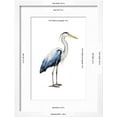thumbnail image 3 of Seabird Heron II, Animals Framed Art Print Wall Art by Grace Popp Sold by Art.Com, 3 of 6