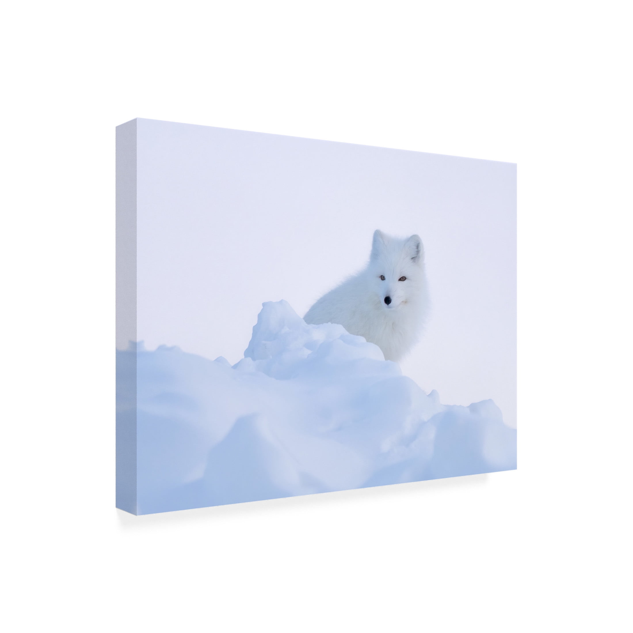 Trademark Fine Art Andrea Haase LI White fox Canvas Wall Art