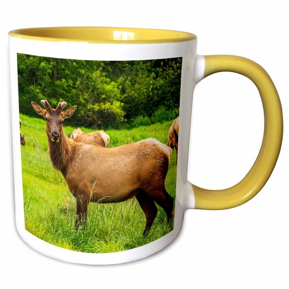 3drose, Roosevelt Elk, Prairie Creek Redwoods State Park, California, 11oz Two-tone Yellow Mug