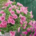 300+Perennial Mixed Petunia Flower DHF10 Seeds for Planting Outdoor Non