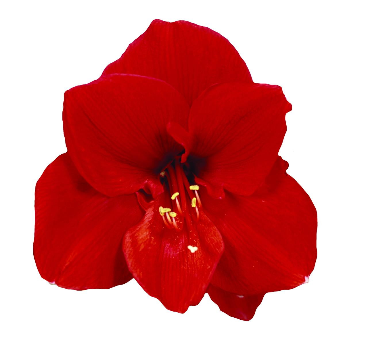 EuroBlooms Amaryllis Ferrari Red Blooms in 6-Inch Green Pot Live Decorative Plant