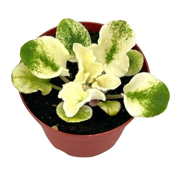 Harmony's Purple Passion Variegated African Violet, 4 inch Pot, White Leaves, Saintpaulia