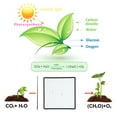 thumbnail image 4 of Luz de Crecimento LED, 225 Cuentas de Lámpara Luz de Planta de Espectro Completo Luz Colgante de Floració de Verduras de Invernadero para plantas de Plánntulas flor flor, 4 of 7