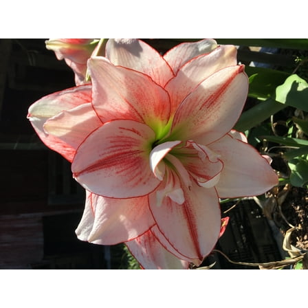 Elvas Amaryllis Bulb