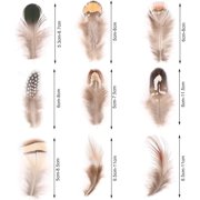 9 Styles Assorted Craft Feathers (180Pcs), Natural Chicken Feathers for DIY Earring Wings Dream Catcher Crafts Activities Project Wedding Party Home Decoration Carnival Costume Party Mask Decoration