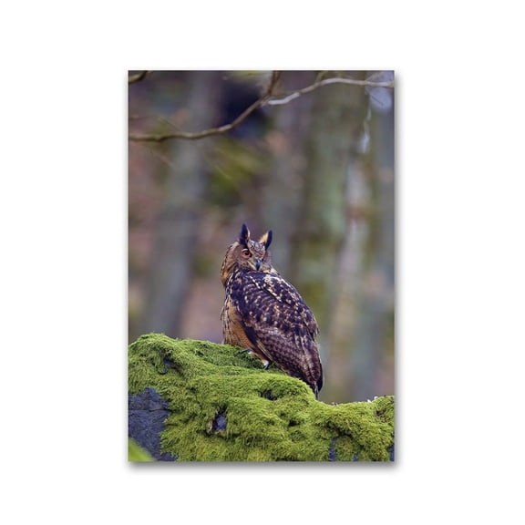 Cute Eurasian Ealge-owl Poster -Image by Shutterstock