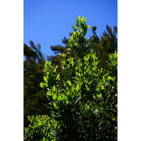 Bay Leaf Tree - LAMINATED POSTER Canary Laurel Laurel Tree Leaves Bay Leaves Tree Poster Print 24 x 36