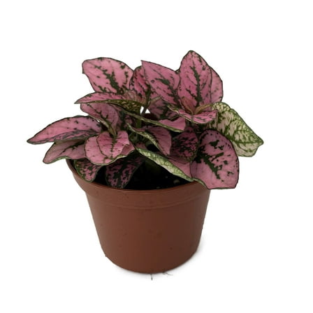 Rose Splash Polka Dot Plant - Hypoestes - 2.5" Pot - Colorful House Plant