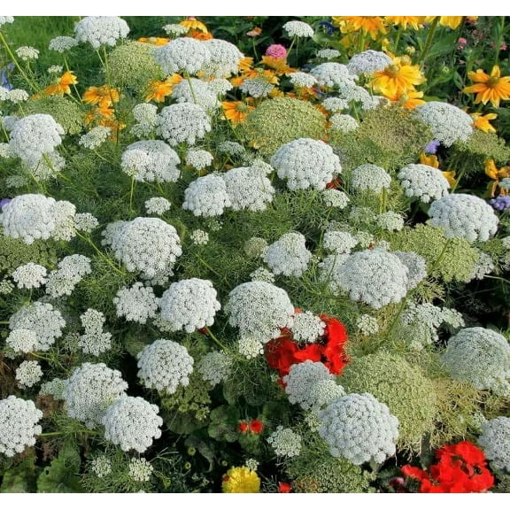 100  Bishop's Flower Seeds for Planting | Exotic Garden Flowers | Made in USA, Ships from Iowa.