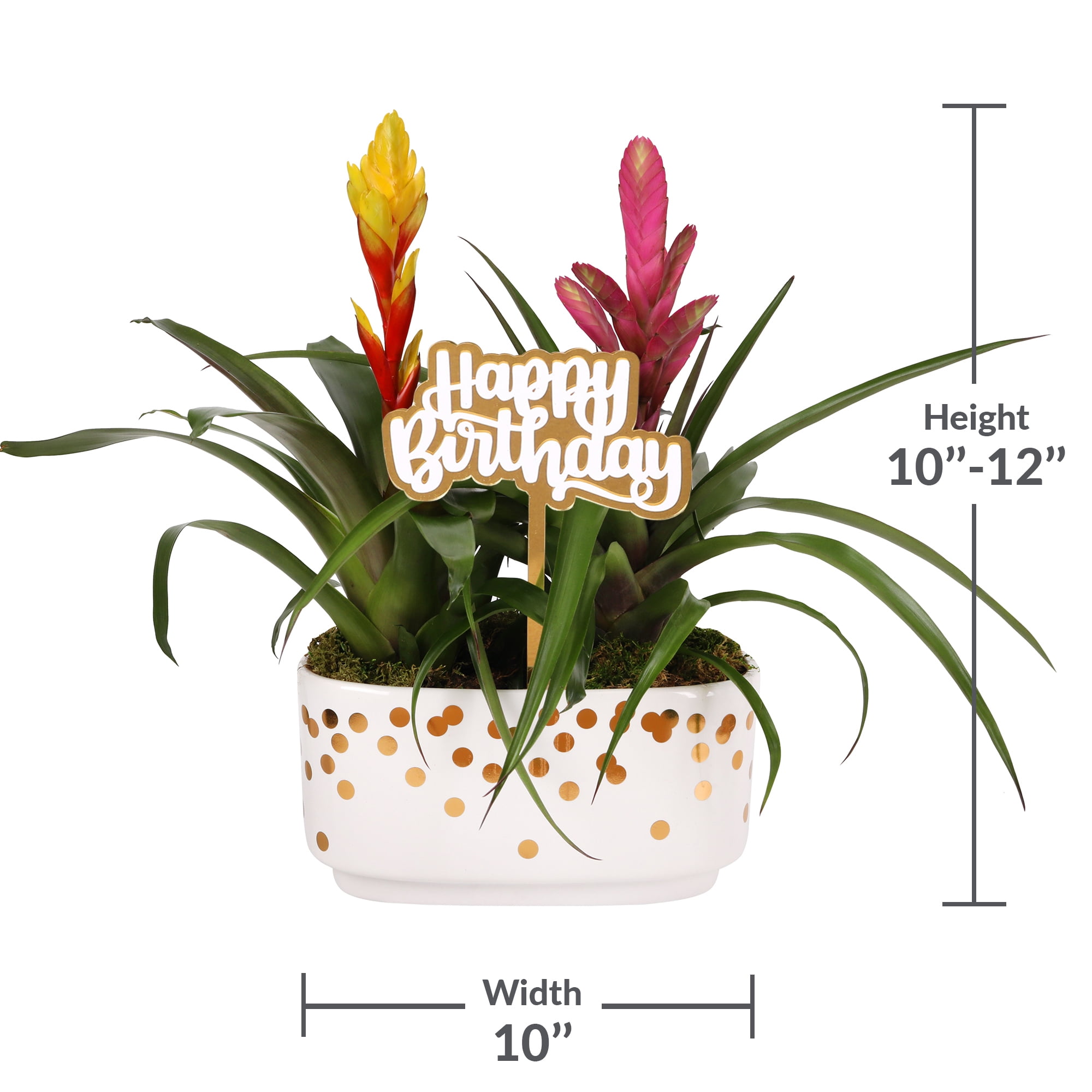Green Circle Growers 10" Bromeliad Duo in White & Gold Dot Jan Pot – Happy Birthday Gift
