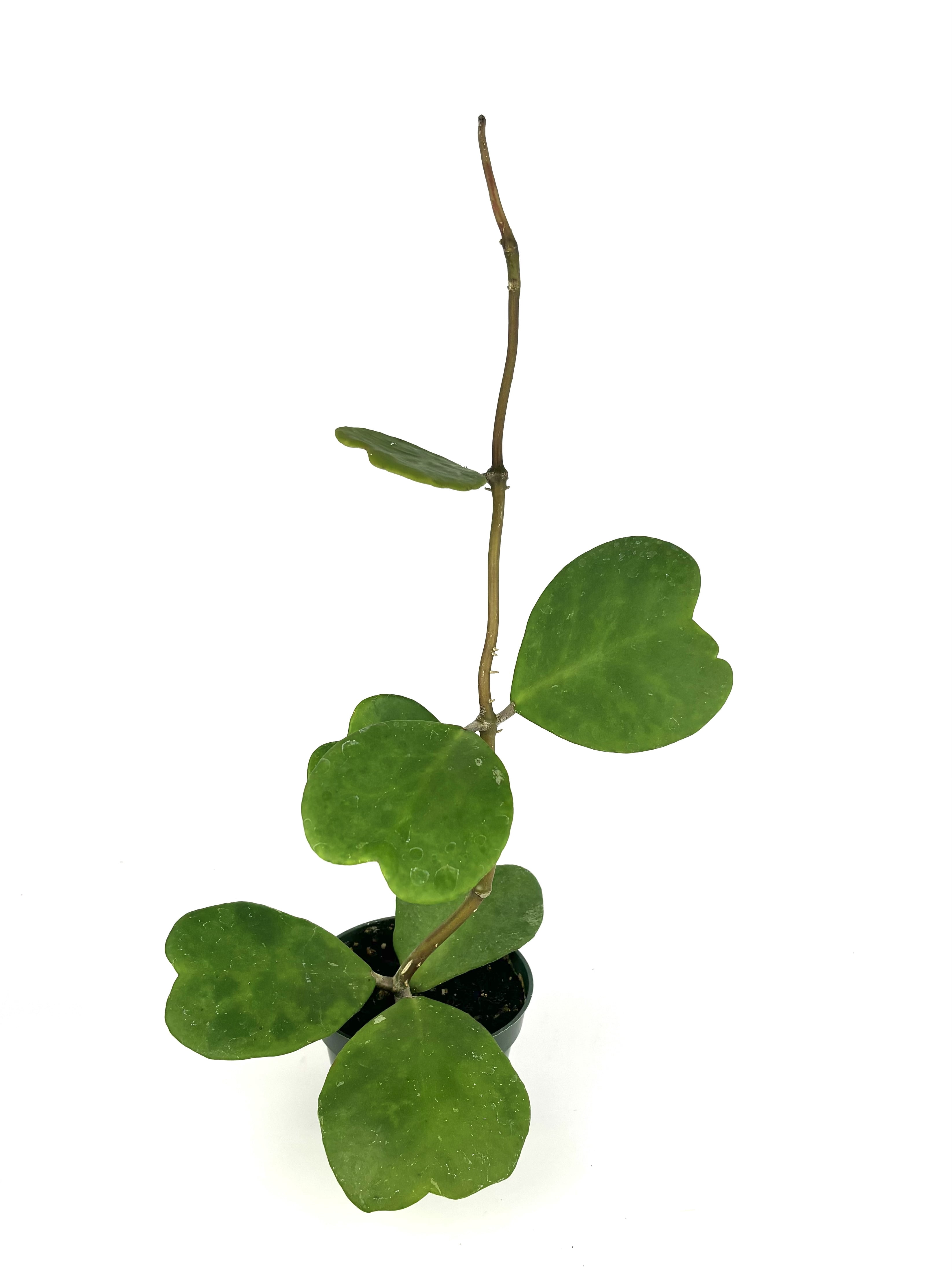 Hoya Kerrii Sweet Heart Live Plants 4" Plastic Pot, Heart Shaped Leaves, Climbing